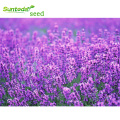 Asian garden indoesnisa lavender seeds flower seeds for growing